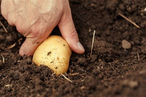 Premium Photo Hands Harvesting Fresh Organic Potatoes From Soil