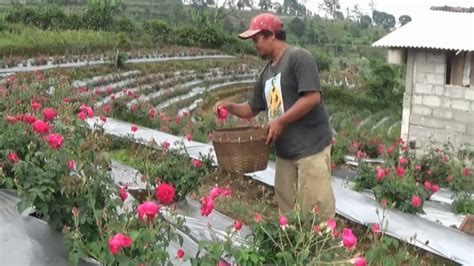 Jelang Ramadhan Petani Bunga Mawar Di Lereng Gunung Lawu Magetan