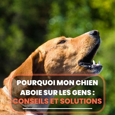 Pourquoi Mon Chien Aboie Sur Les Gens Conseils Et Solutions