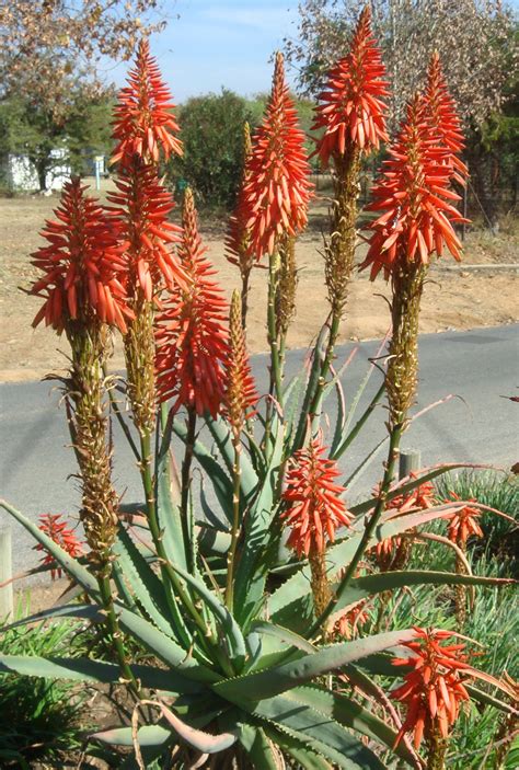 Aloe Andys Red Is A Vigorous And Spectacular Form Of Red Aloe