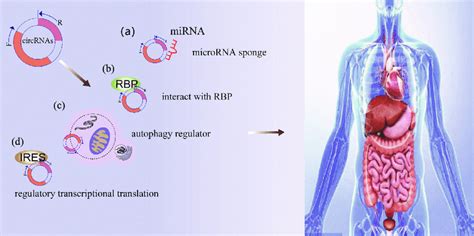 The Biological Function Of Circrna A As Microrna Sponges Circrnas