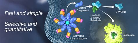 Caspase Glo 1 Inflammasome Assay