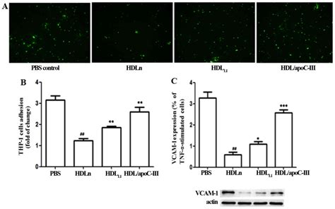 Apolipoprotein C Iii In The High Density Lipoprotein Proteome Of