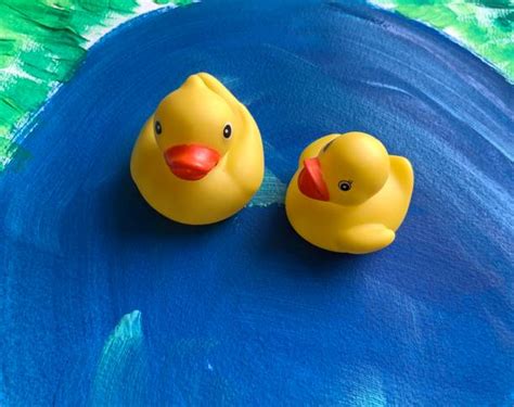 430 Rubber Ducks In A Pond Stock Photos Pictures And Royalty Free