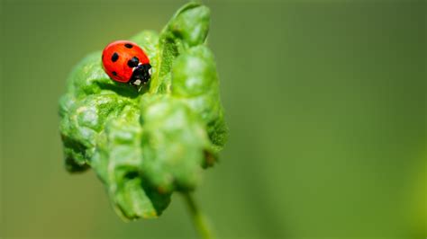 "The Grouchy Ladybug" Book Review and Pre-K Lesson Plan - WeHaveKids