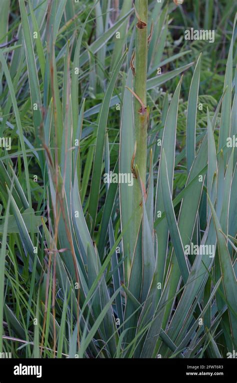 Arkansas Yucca Yucca Arkansana Base Of Plant Stock Photo Alamy