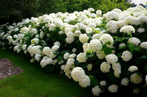 Annabelle Hydrangea For Sale | The Tree Center