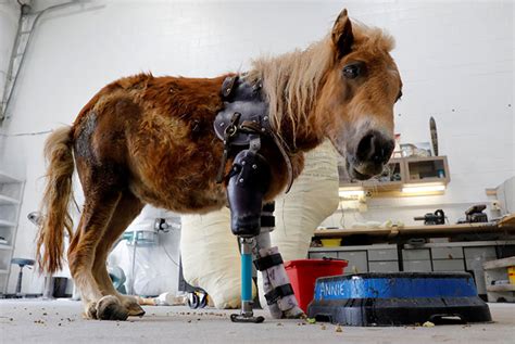 Pony Stands On Her Feet For The First Time With Prosthetic Limbs After