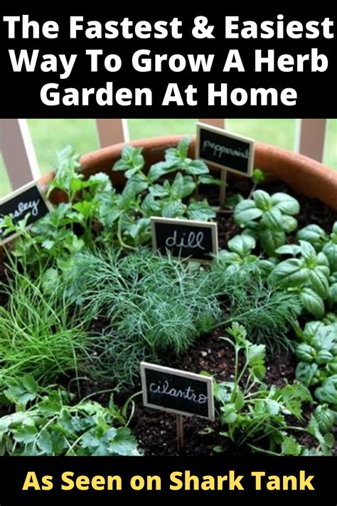 Best Way To Grow A Herb Garden Container Gardening Vegetables Herb Garden Herbs