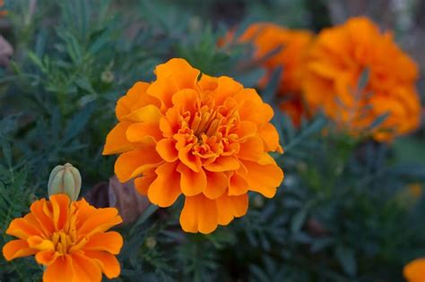 Marigolds The Magnificent Birth Flower Of October Avas Flowers