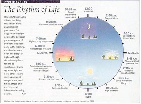 Circadian Rhythm Chart The Rhythm Of Life