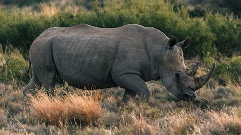 Alone In Africa: Inside the Challenges and Perils of the All-New ...