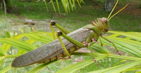 The Top 10 Largest Insects In The World Imp World