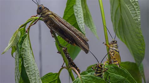 Giant Locust Stock Photo Download Image Now Animal Animal Wildlife