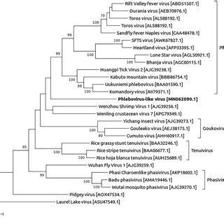 Phylogenetic Tree Constructed For The Rna Dependent Rna Polymerase