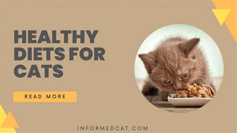 Best Healthy Diets For Cats