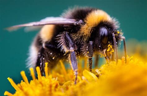 10 Types of Bees and How to Identify Them - Brightly