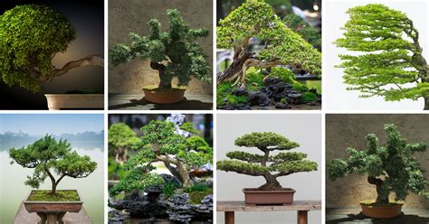 13 Types Of Bonsai Trees By Style And Shape Plus Pictures