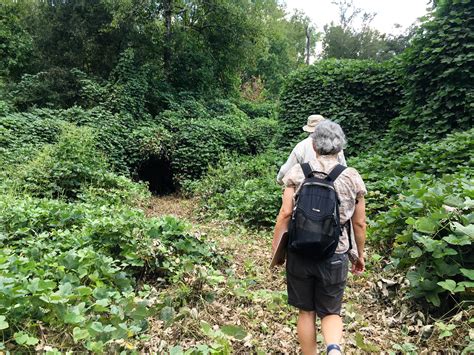 Sycamores And Kudzu At The Atlanta Kudzu Festival September 24 2016