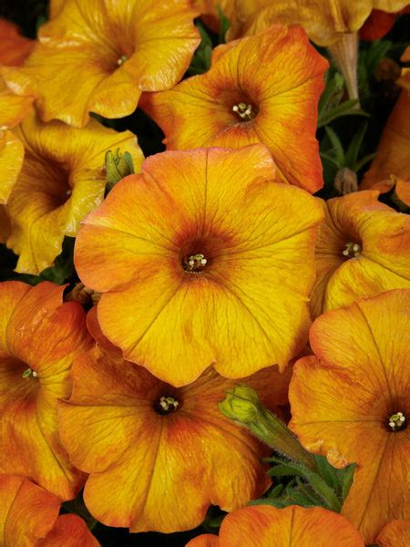 Calibrachoa Supercal Premium Sunset Orange Horlings Plants