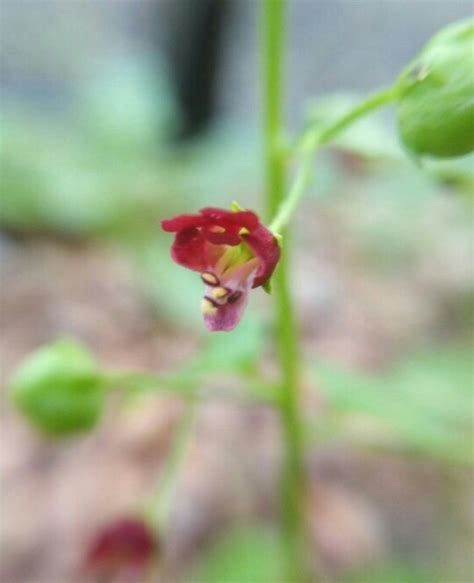 Nesselblättrige Braunwurz Scrophularia peregrina PictureThis