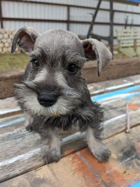 Miniature Schnauzer Puppies For Sale Amarillo Tx 474049