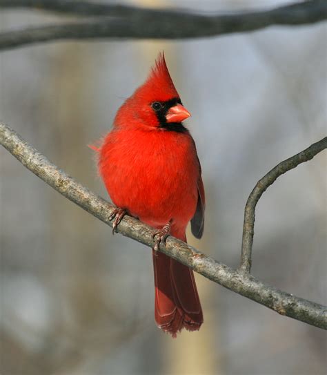 West Virginia S State Bird