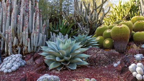 Where Do Succulents Grow Naturally Uncovering Their Native Habitats