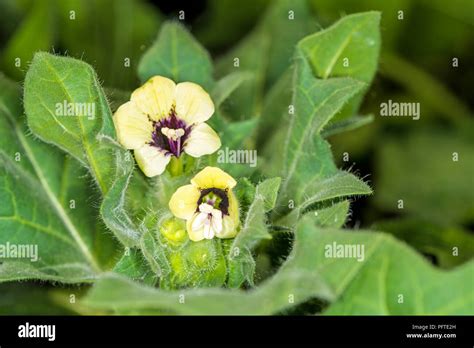 white henbane, medicinal plant and drug Stock Photo - Alamy