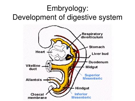 PPT Embryology Development Of Digestive System PowerPoint