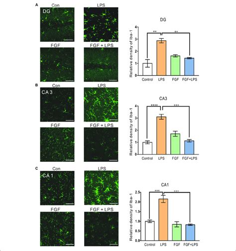 Fast Green FCF Suppressed LPS Induced Microglial Activation In DG