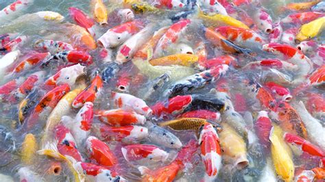 Sch N Bunt Koi Fisch Schweben Im Das Wasser Stock Video Bei