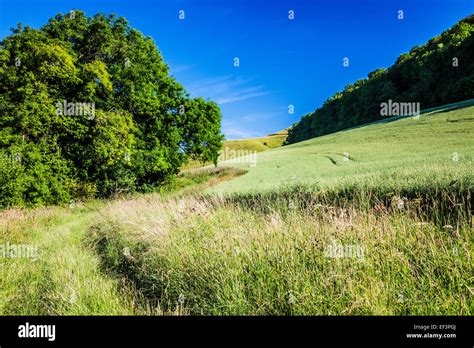 rolling english countryside  summer  devizes  wiltshire stock