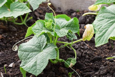 Over Water Cucumber Plants Herbs And Food Recipes