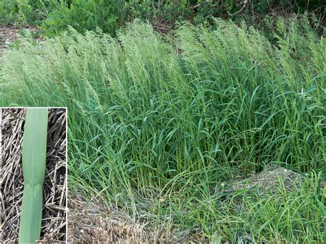 Smooth Brome Grass In Metzger Farm Open Space Colorado Flickr Photo Sharing