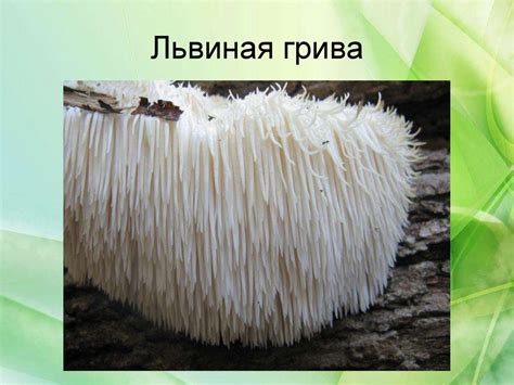 Грибы – царство живой природы - презентация онлайн