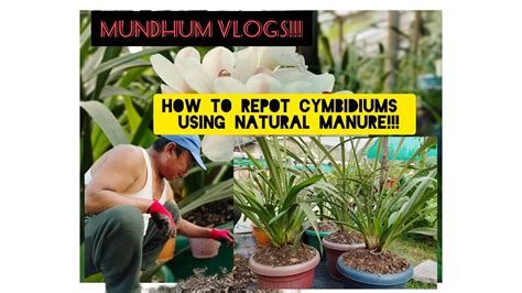 How To Repot Cymbidium Orchids Using Natural Manure Youtube