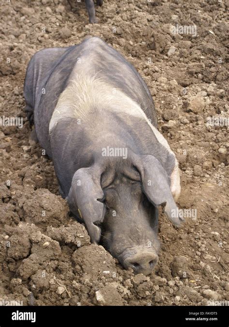 Muddy Pig In Field Stock Photo Alamy