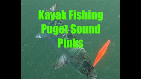 Kayak Fishing Puget Sound Pink Salmon 2023 Youtube