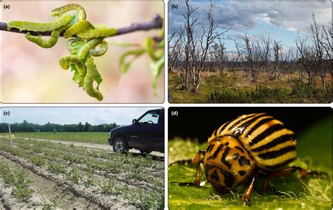 Complex Responses Of Global Insect Pests To Climate Warming Lehmann