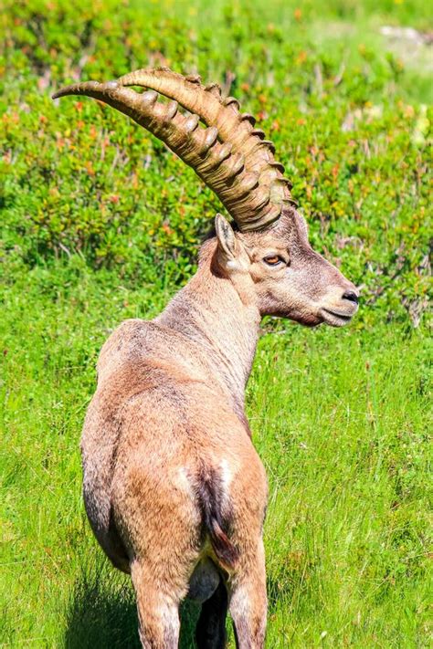 Male of Alpine Ibex Standing on Green Pasture Near Chamonix in French ...