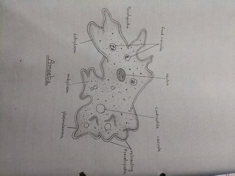 Amoeba Diagram Biology Notes Teachmint