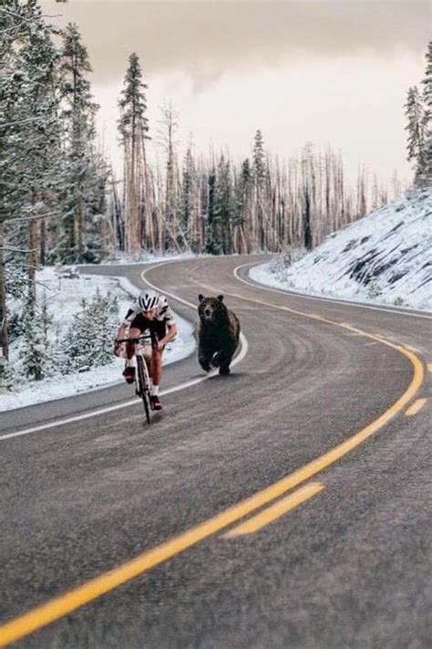 Does A Photo Show A Cyclist Being Chased By A Brown Bear Fact Check