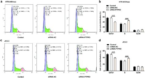 Downregulation Of Ptpro Promoted Cell Cycle Progression Htr 8svneo