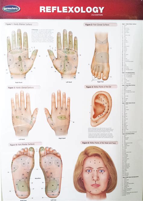 REFLEXOLOGY CHART POSTER - Opis Supplies Shop