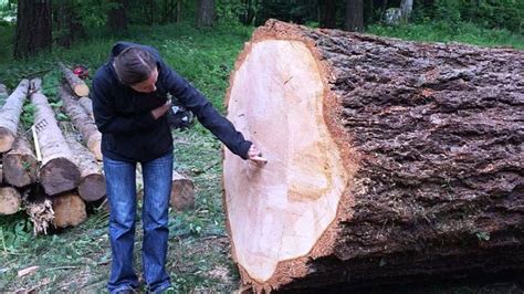 Obří douglasku zasáhl blesk a strom musel jít k zemi Krkonošský deník