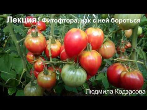 Фитофтора, как с ней бороться - YouTube