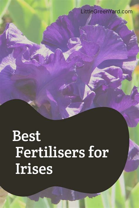 Best Fertilisers For Irises Growing Irises Fertilizer Organic Compost