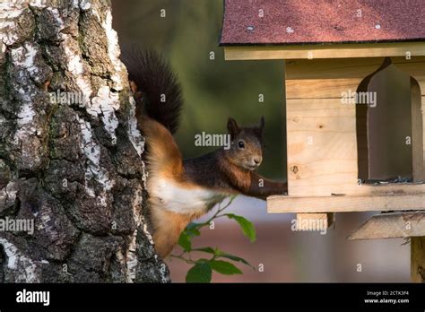 Eurasisches Eichhörnchen Das Nach Samen Im Vogelhaus Durch Baumstamm