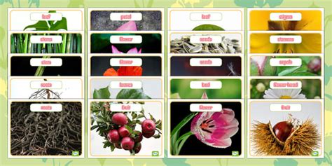 Parts Of A Plant Photo Posters Lehrer Gemacht Twinkl